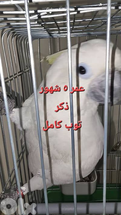ببغاء