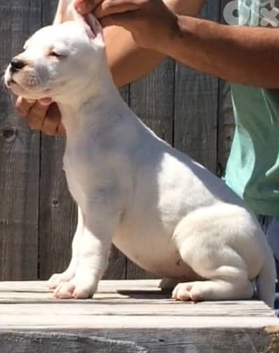 Pure Dogo Argentina puppy AVAILABLE in store