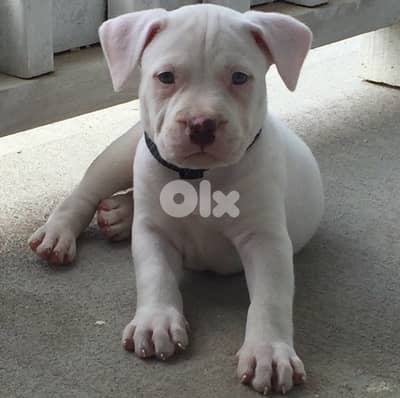 Dogo Argentino puppy: rare, unique & protective - AVAILABLE
