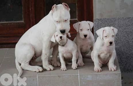 Protective Dogo Argentino puppies AVAILABLE IMPORTED