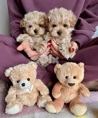 Adorable small Toy Maltipoo AVAILABLE IMPORTED
