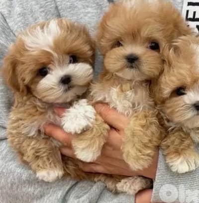 Cute Toy Maltipoo imported - DELIVERY