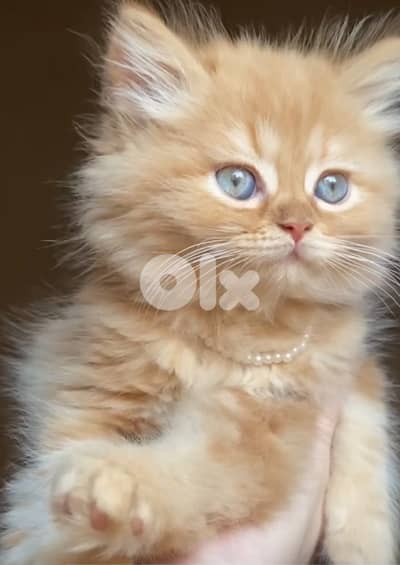 Fluffiest Persian kitten Ginger color & blue eyes/ Delivery/ Cat/ قطط