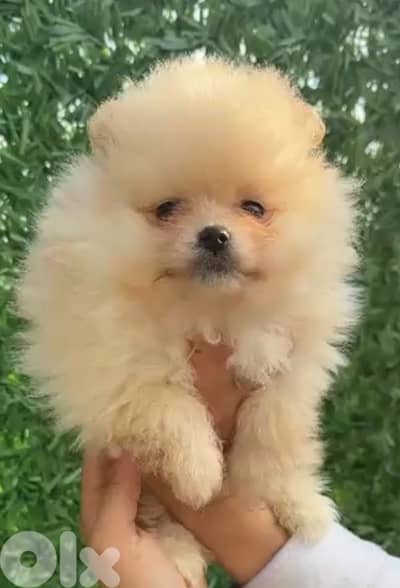 Boo Face Teacup Pomeranian Imported available in store & delivery