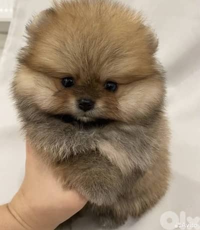 Imported Teacup pomeranian High quality puppy