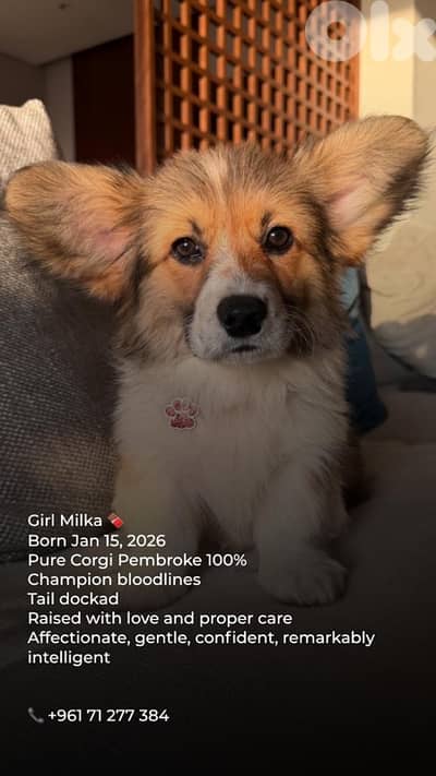 pure breed corgi 100%