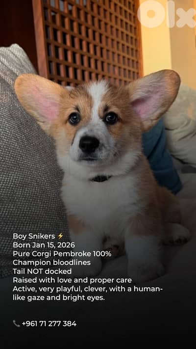 pure breed corgi 100%