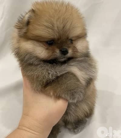 Teacup Pomeranian HIGH QUALITY boo imported