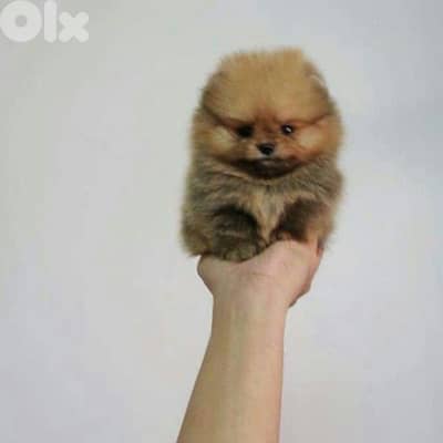 Imported High quality Pomeranian teacup