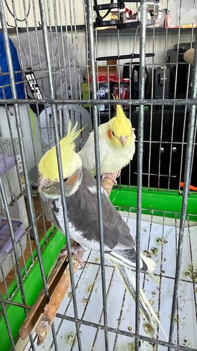 كروان ( كوكتيل)