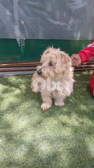 sweet dog looking for forever home