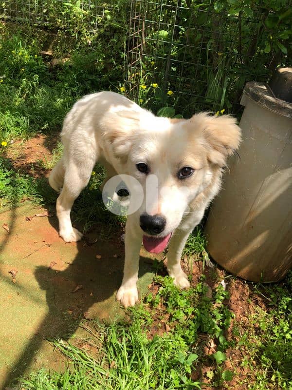 sweet dog looking for forever home 1