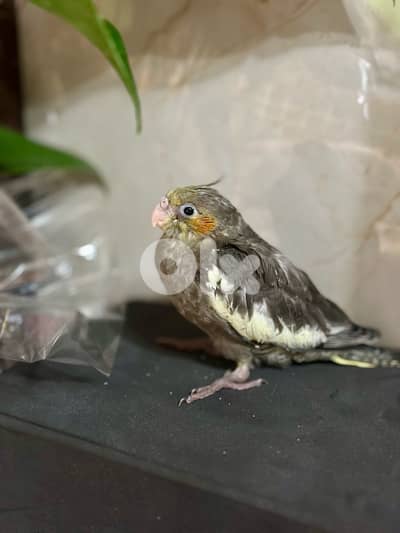 Baby Cockatiels