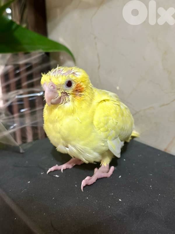 3 Baby Cockatiels 1