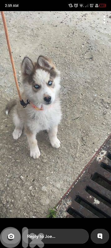 blue eyes husky