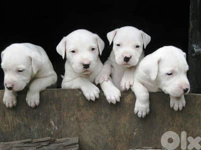 Dogo Argentino Pure Breed Puppy / dog كلاب