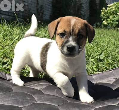 Smart Jack Russell Terrier Puppy / dog كلاب