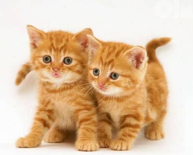 Ginger British Shorthair Kitten / cat قطط