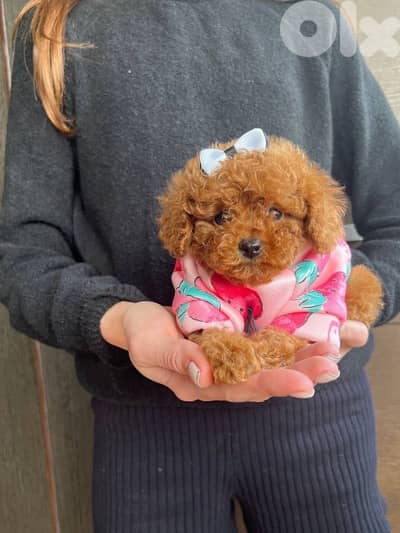 Unique & Special Toy Poodle Puppy / dog كلاب