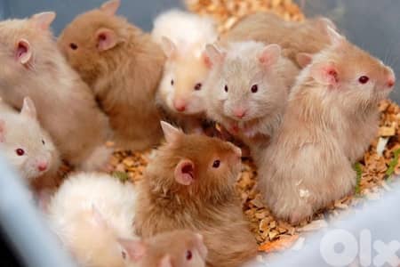 Hamsters / هامستر