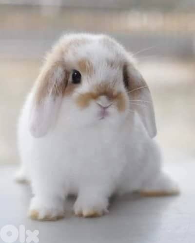 Mini Lop Bunny - Rabbit ارنب