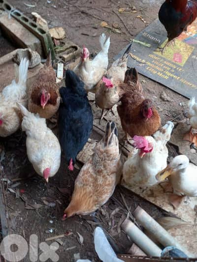 دجاج بلدي وجوز بط متل الذهب chicken and ducks