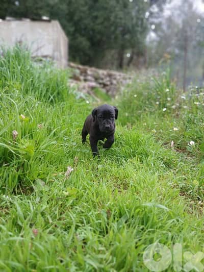 Puppy Labrador for sale