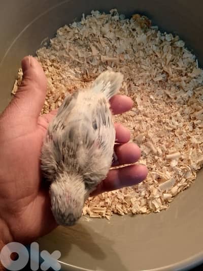 فروخ ببغاء كويكر قيد تزقيم  فرخ درة هندي