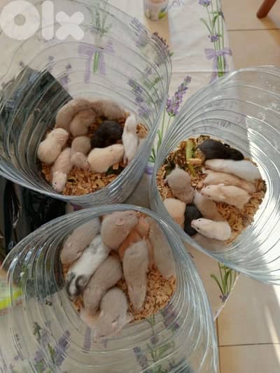 baby hamsters