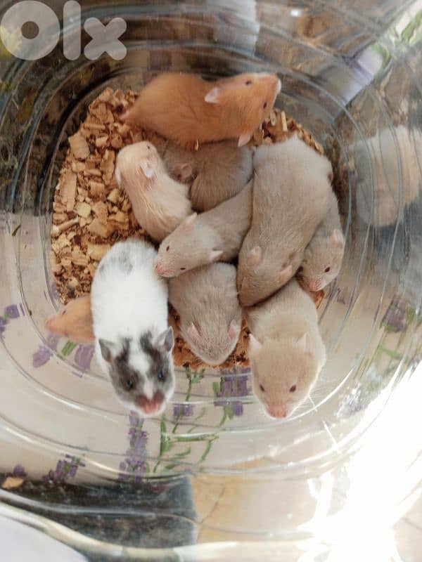 baby hamsters 1