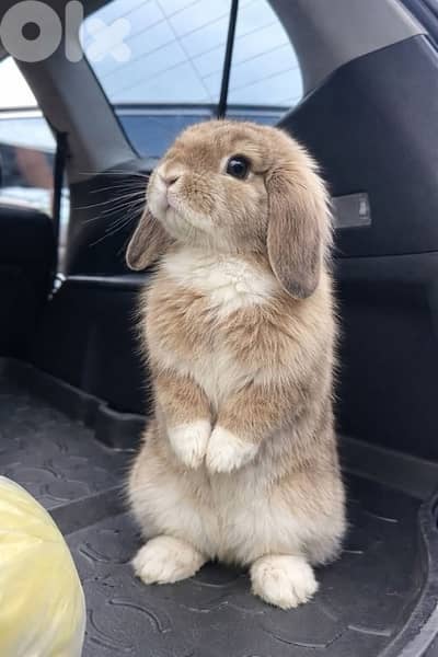 Cutest Mini Lop Bunnies available in store & delivery