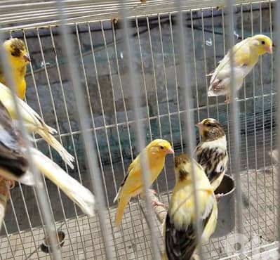 فراخ عمر ٤ شهور