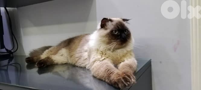 Micho is ready for mating