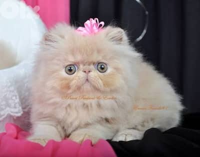 female persian kitten hight quality 71827483