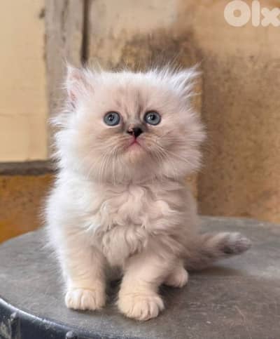 Himalayan kitten