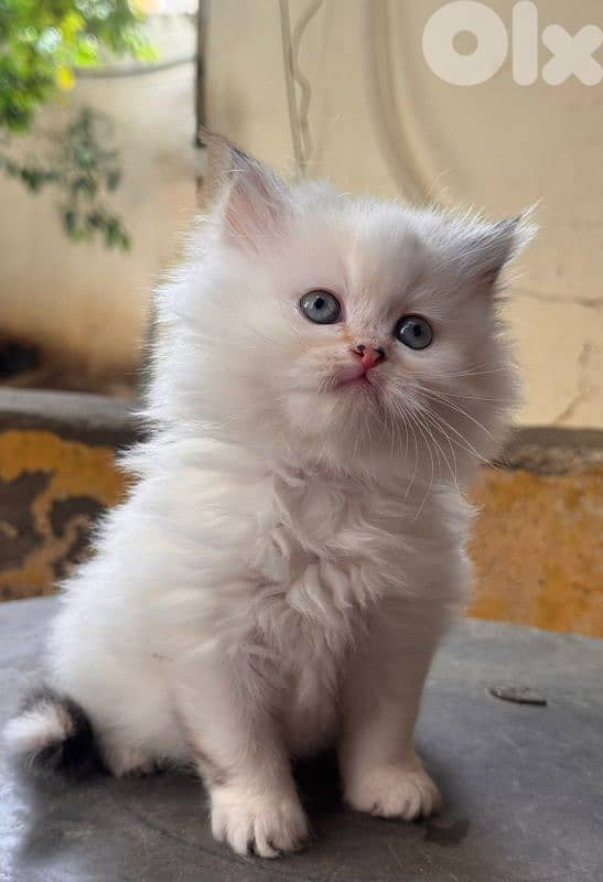 Himalayan kitten 1