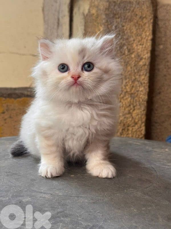 Himalayan kitten 2
