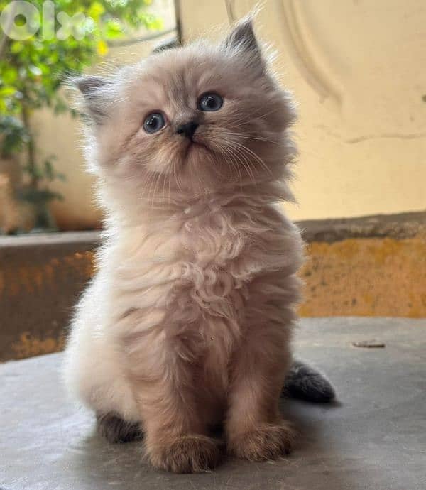 Himalayan kitten 3