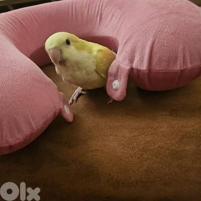 ببغاء كويكر