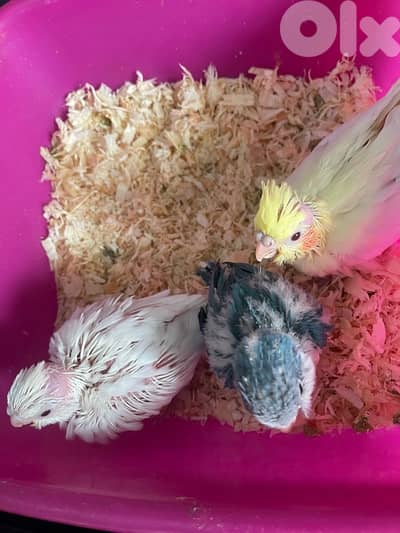 baby cocktail & quaker