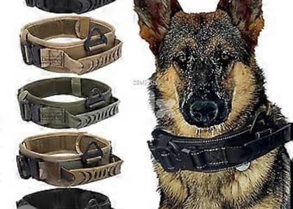 coller police dog k9