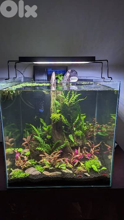 NEW Fresh Water Aquarium planted