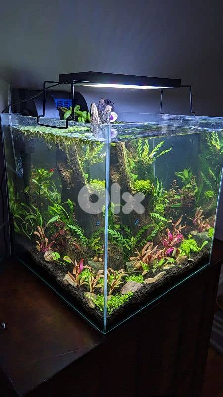 NEW Fresh Water Aquarium planted 1