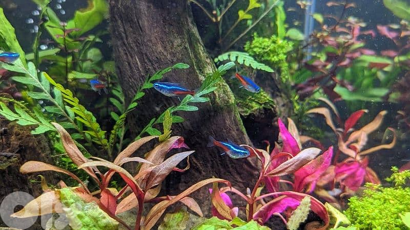 NEW Fresh Water Aquarium planted 3