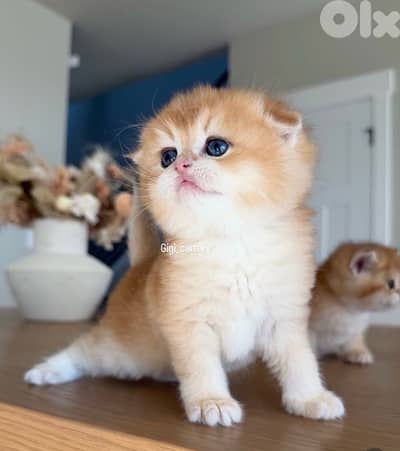 scottish gold for contact 70485808