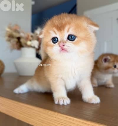 scottish gold for contact 70485808