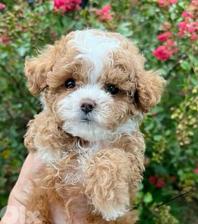 Maltipoo Bicolor Special Puppy / dog كلاب