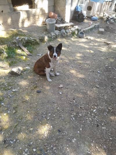 kalby mikhsier w mta3my