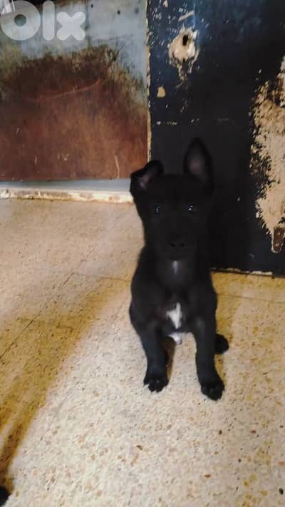 مزرعة رياض خليل