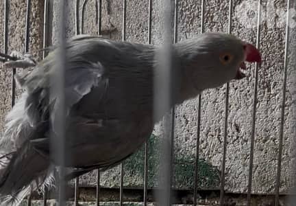 ببغاء ضرة درا رمادي لون نادر ringneck Parrot gray